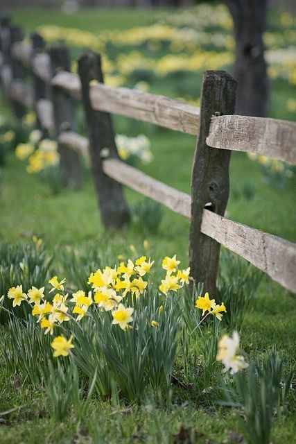 cathelms's tweet photo. Today I'm #grateful for fresh #canolis from our local bakery & back rubs & #daffodils . #MentalHealthAwareness #DepressionIsReal Today's #PositiveAffirmation is "I can get through anything." ☕️ #FridayFeeling https://t.co/952WZZ8NpM