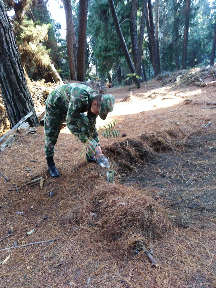Ingenieros_EJC's tweet photo. Con el apoyo de la Oficina de Gestión Ambiental de @Ingenieros_EJC , la #ESCAB, realiza la plantación de 50 árboles de Cedro, Nogal y Roble para la recuperación del Bosque Nativo en los #CerrosOrientales #Bogotá mediante un proyecto que contempla la creación de un vivero forestal https://t.co/dfJOFbBK64
