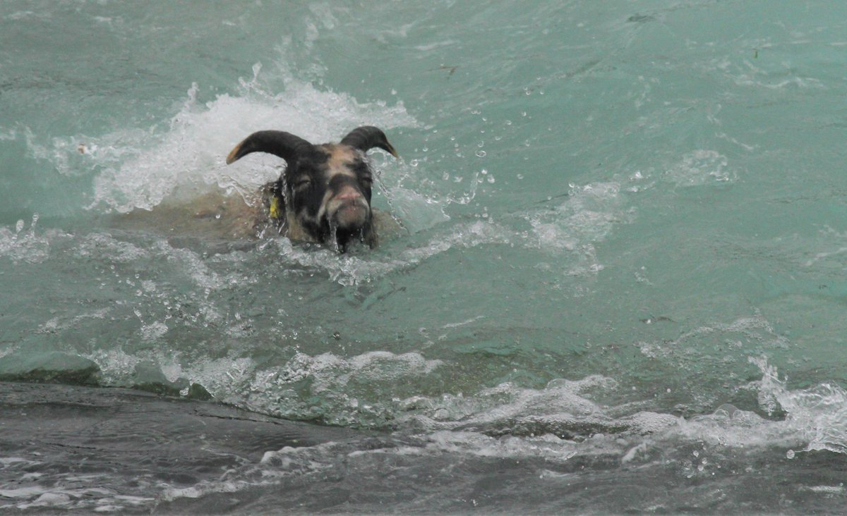 NRonBirdObs's tweet image. Hardcore [foolish] North Ronaldsay Sheep leaving it a bit late after foraging out on the rocks!