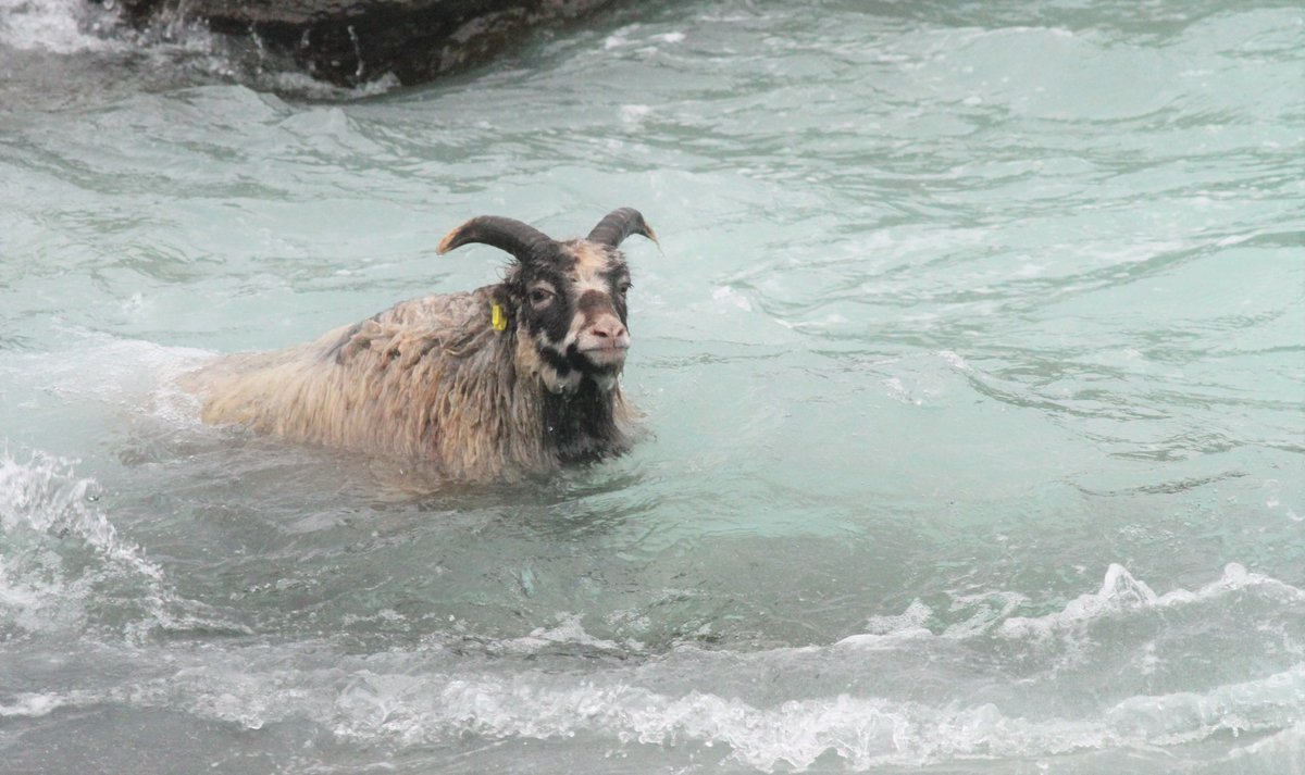 NRonBirdObs's tweet image. Hardcore [foolish] North Ronaldsay Sheep leaving it a bit late after foraging out on the rocks!