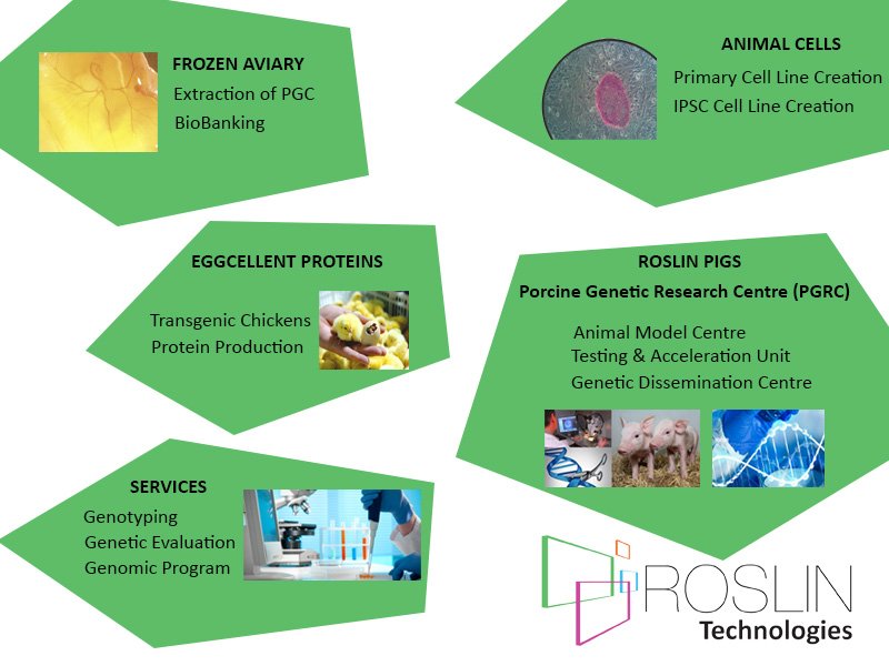 RoslinTech's tweet photo. Roslin Technologies develops commercial opportunities from the research, know-how, capabilities and intellectual property of @roslininstitute and @TheDickVet . #RoslinTech #BusinessUnits #Innovation #FrozenAviary #AnimalCells #EggcellentProteins #RoslinPigs https://t.co/ohx4C5NpYo