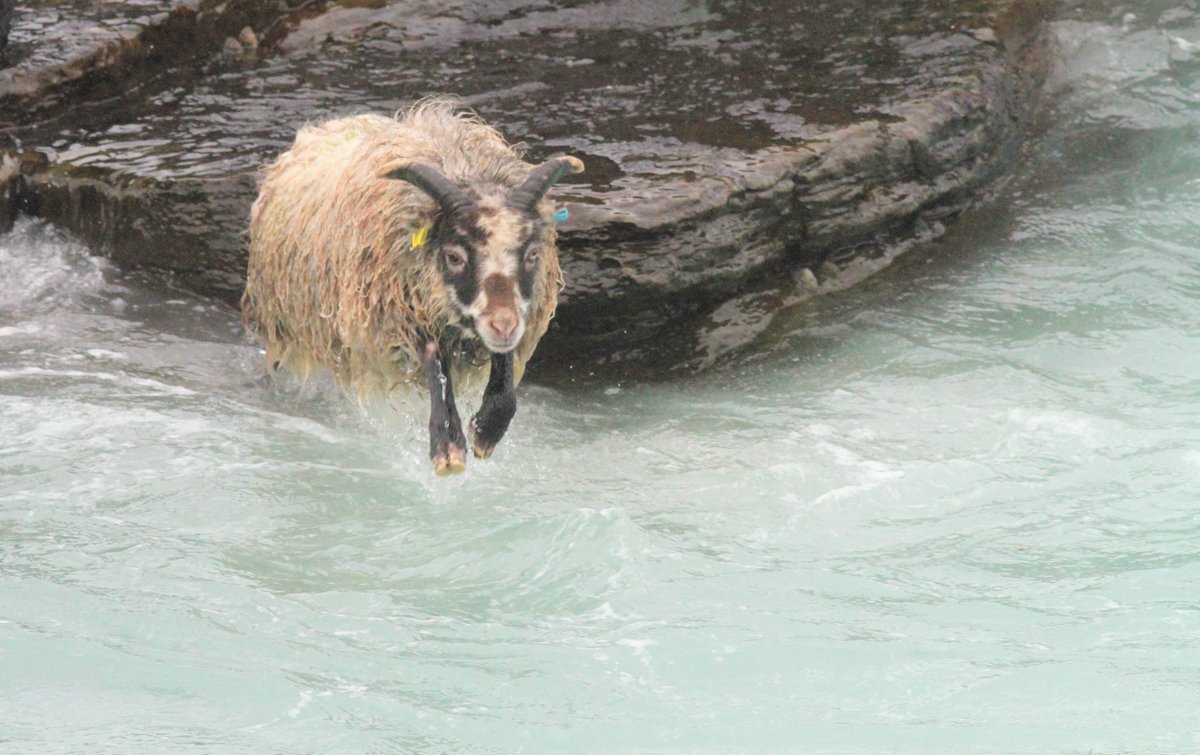 NRonBirdObs's tweet image. Hardcore [foolish] North Ronaldsay Sheep leaving it a bit late after foraging out on the rocks!
