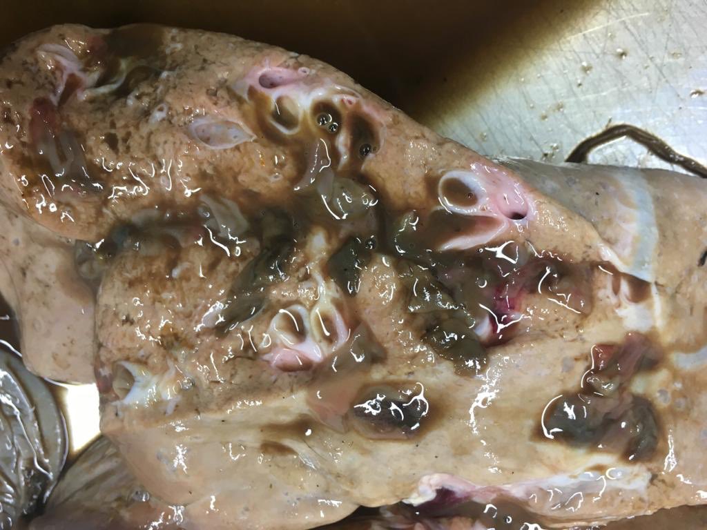 Subacute/chronic fluke diagnosed in N. Yorkshire on 20th Feb - 1st case so far this year. Ewes had a pre-tupping dose of Triclabendazole in early Nov. Must have acquired infection since (in mild winter).