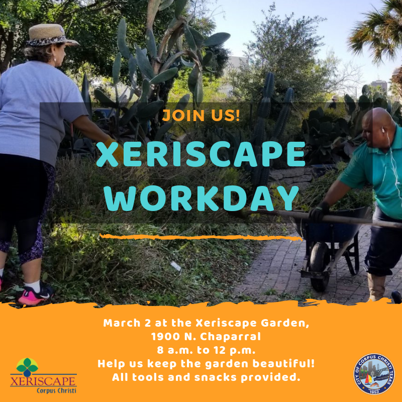 cityofcc's tweet photo. Need volunteer hours? We have another Xeriscape Workday planned for March 2 from 8am-12pm. All tools (and snacks!) provided. We can provide volunteer certificates for students as well! https://t.co/fdiDXIpmBt