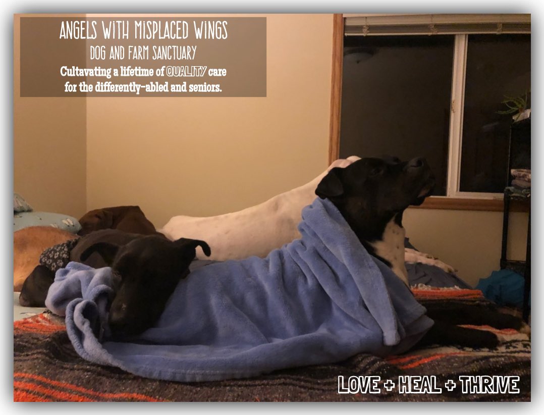 misplacedwings's tweet photo. Snuggle time! https://t.co/nXBxdxa4b0