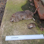 Photo by CSS Pest Services (@CSSPest)
