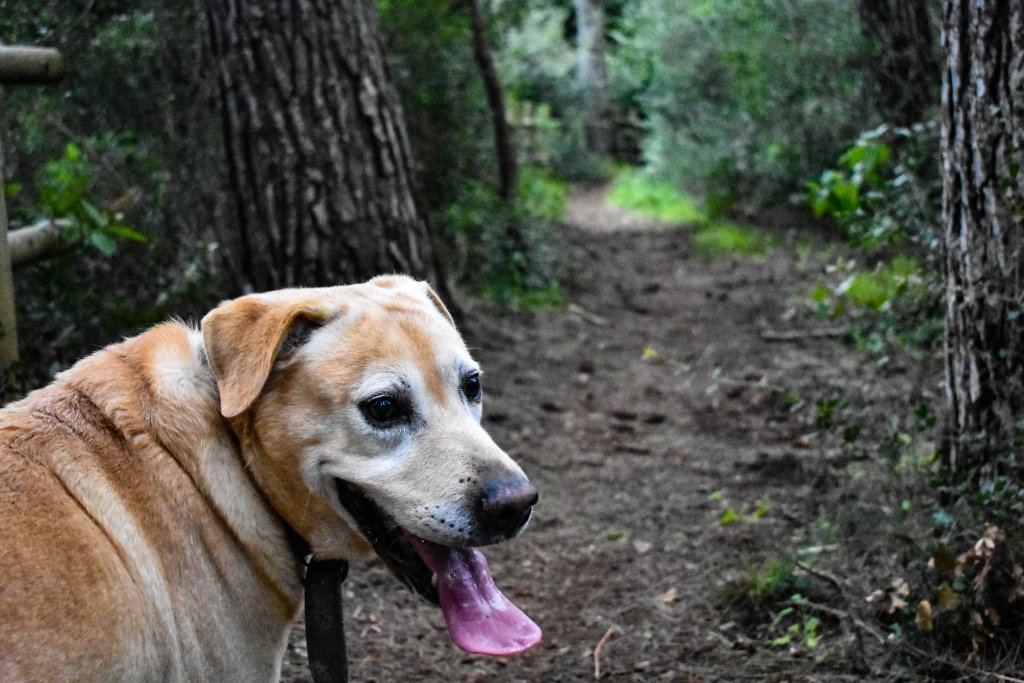 'Come quella volta che mi guidasti nella penombra' 🐾👣
#articolo #blog #cane #dog #mydog #lovedog #dogsoftwitter #salento #lecce #natura #naturephotograpy #nikonitalia #igerslecce #igerspuglia #igersnature #storytelling ancoraluis.wordpress.com/2019/02/22/com…