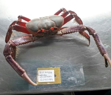 Ver imagen en Twitter