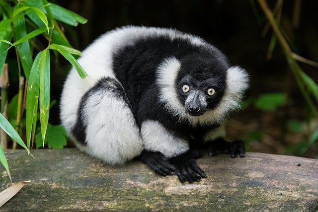 What are those yellow eyes and a face only a mother could love glaring back at you in the nighttime? It might be one of these weird African primates! afktravel.com/114585/6-of-th…