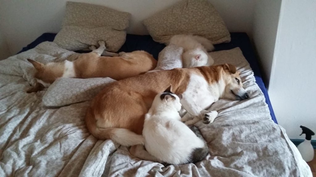 safiasm3's tweet photo. @CherryWallis And these are only 2 of 5 cats. https://t.co/Gsn9v6rKNm