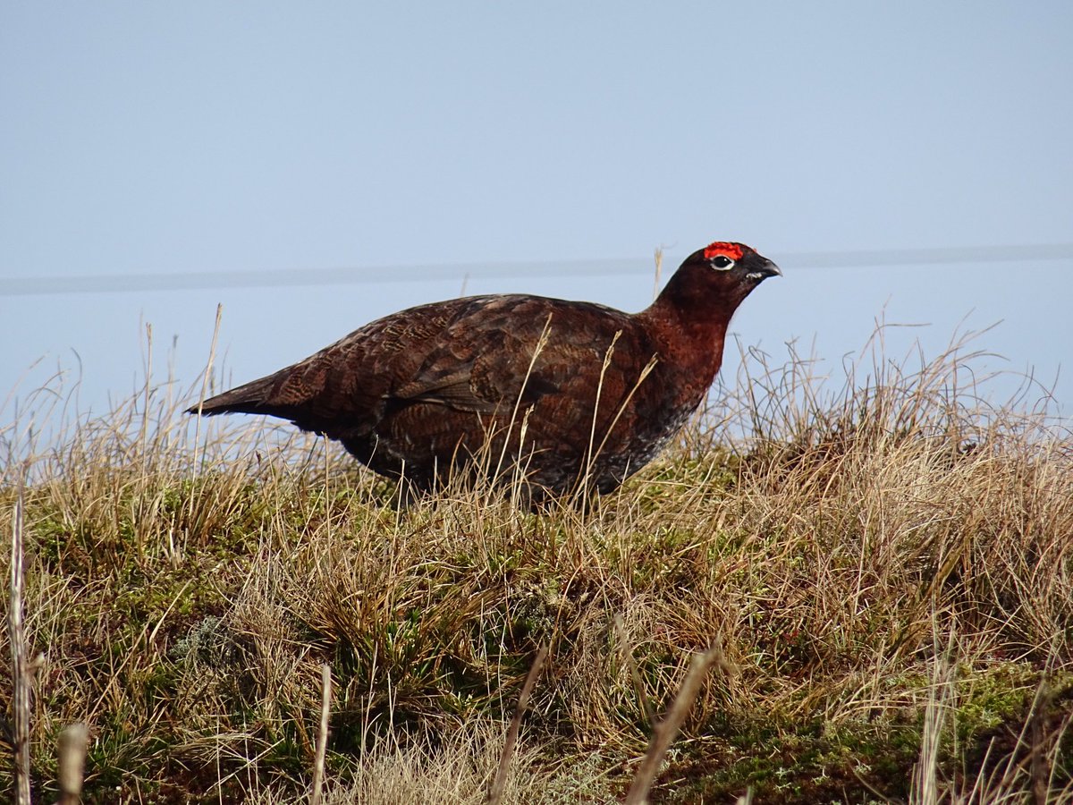 Sat on the moor tops today between Wensleydale&amp;Swaledale enjoying the sunshine, listening to a Skylark high above, Grouse chuckling,Pewitts(or Plovers),a lone Curlew shouts on its way passed&amp;hardly a car went by to spoil it.Glorious 🙂
#YorkshireDales #birdlife #countryside