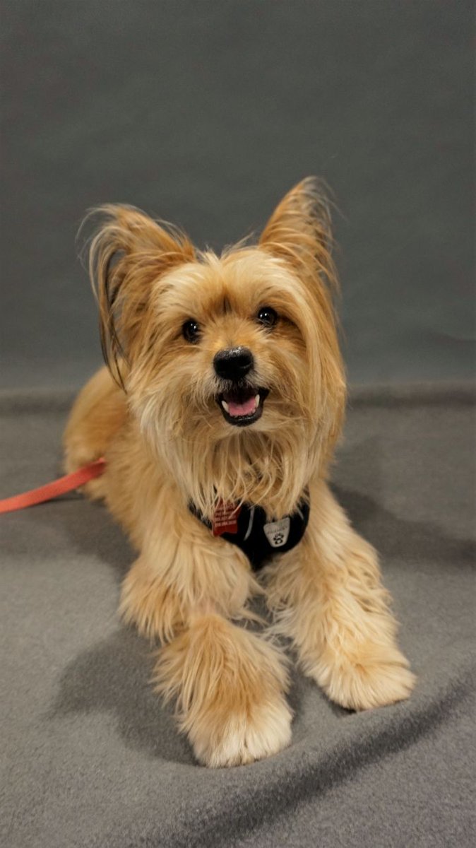 emeraldcitypet's tweet photo. Adopt Skylar! He is looking for a great home in the #Seattle area. Skylar is fine with cats and older kids (12+) but would prefer to be the only dog in the home. Learn more here: https://t.co/uA9xYjbBUL or call ECPR at 206-557-4661 #AdoptDontShop https://t.co/ulZ9NOdjau
