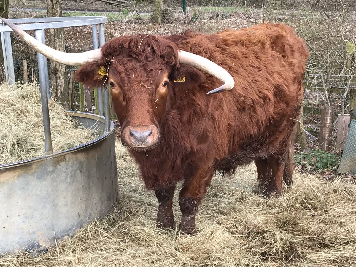 So today’s site visit shows the importance of a risk assessment. Private land ✅ Dense vegetation ✅ One very large bull...
