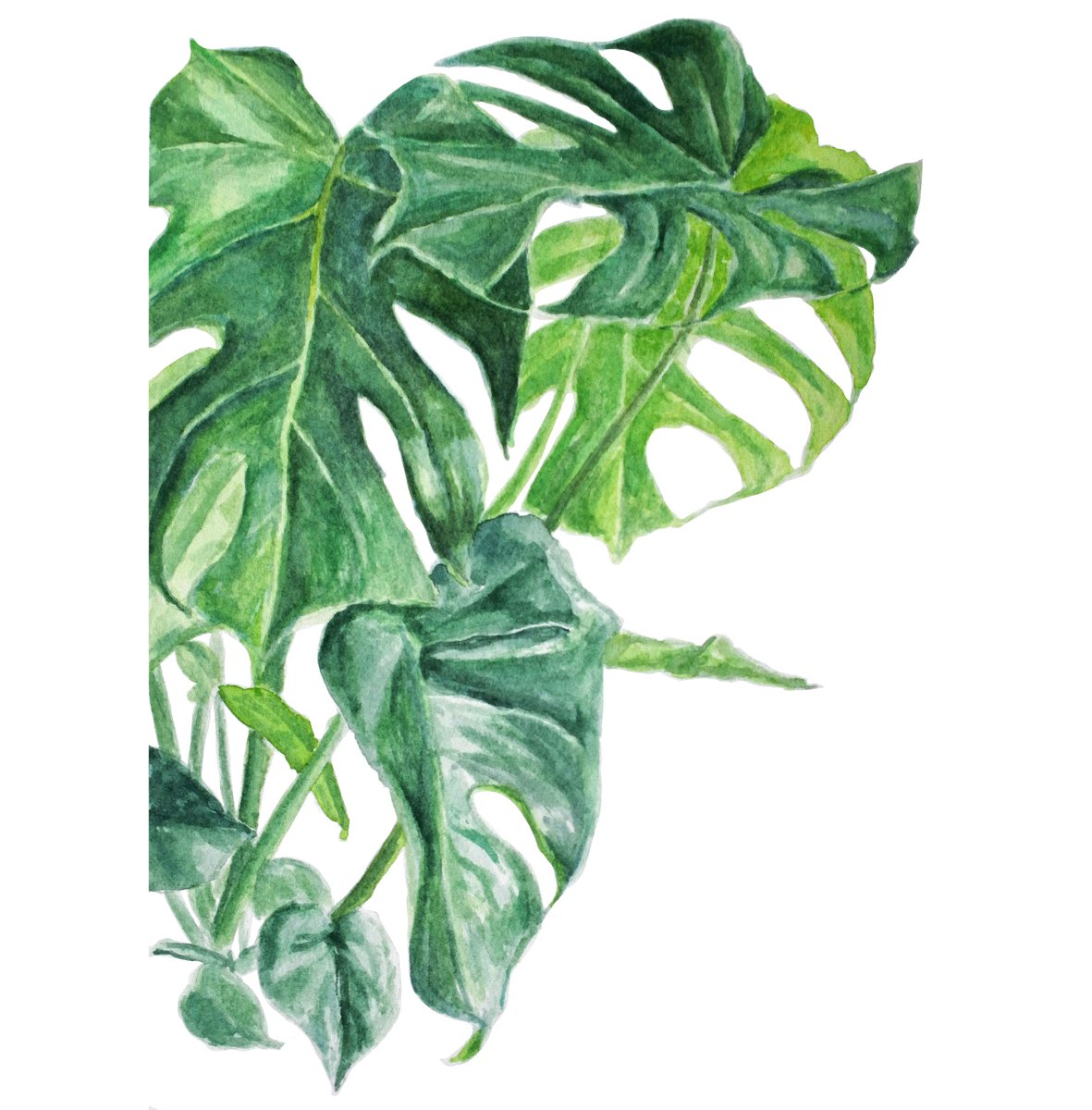 53/100 of #apaintingaday 🌿 
Another plant from our home - a big Monstera, the newest addition to the family 😊#plantlove #paintingplants #illustration #watercolors  #art #realism #artoftheday #paintingdailly #artchallenge #100daysofart #botanicalpainting #monstera