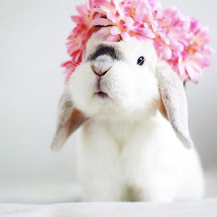 poethiquebeauty's tweet image. 25 days until the start of spring.... but who’s counting?🐰 What are you most looking forward to come the warmer temps?🌷🌷🌷 || repost via @exempelthebunny ✨ #waitingonspring