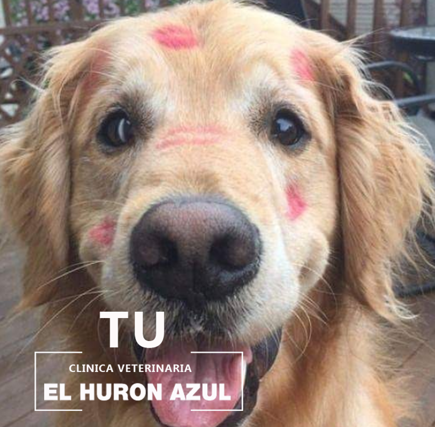 ElHuronAzulVet's tweet photo. Feliz Domingo!! Siempre hay que desmostar cuanto los amamos.
#elhuronazul#porquetumascotamerecelomejor#elhuronazulvet #veterinaria https://t.co/54RO6AXwfE