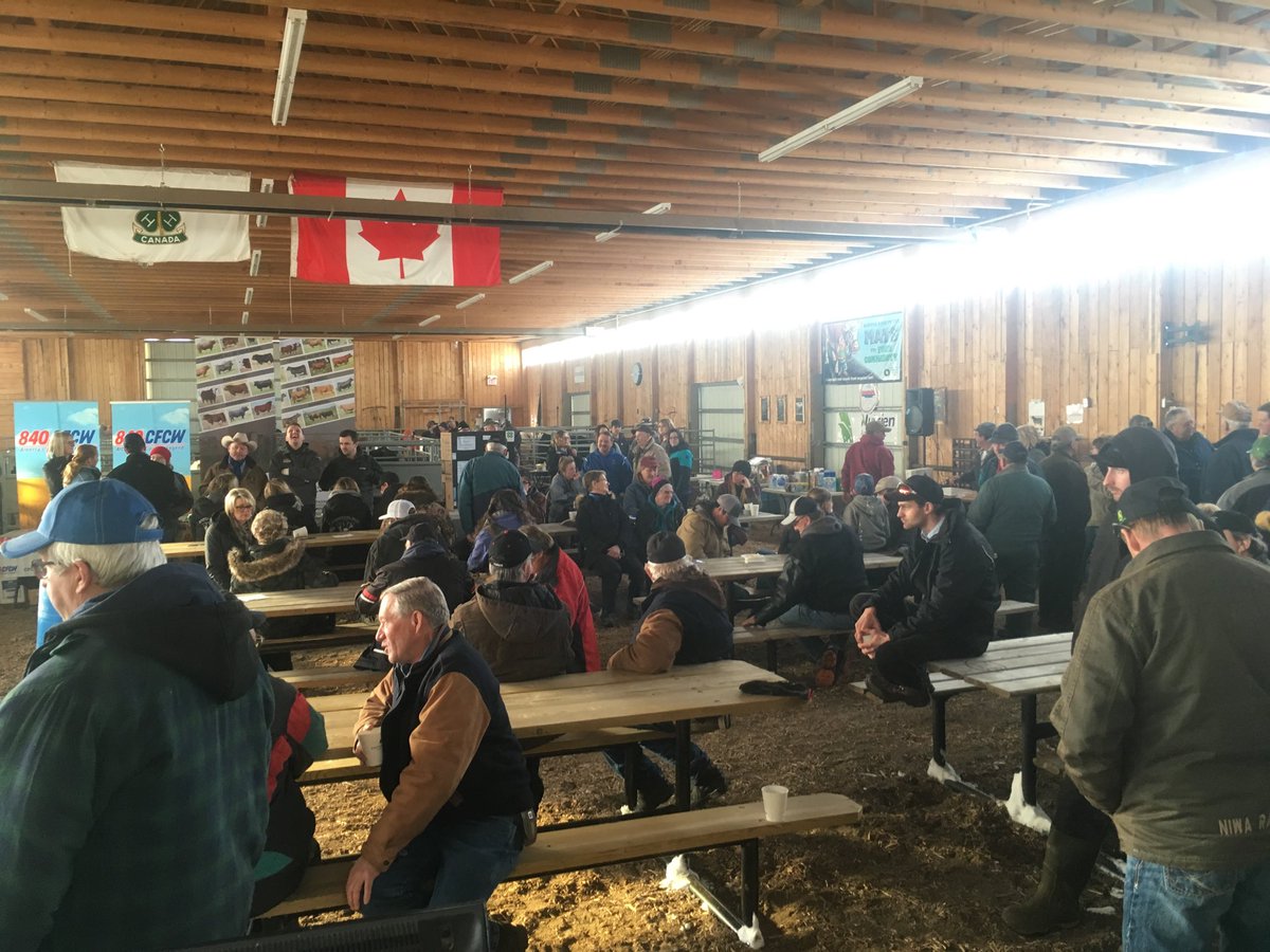 Great turnout for the Hwy 13 Cattlemen’s Showcase @ Czar! Come on down and meet some fantastic local bull and heifer breeders!! #ABcattle