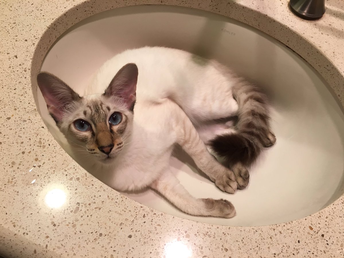 ctonk144's tweet photo. @VABVOX Sending all love, support and cuteness your way. https://t.co/lkynFZAOLw