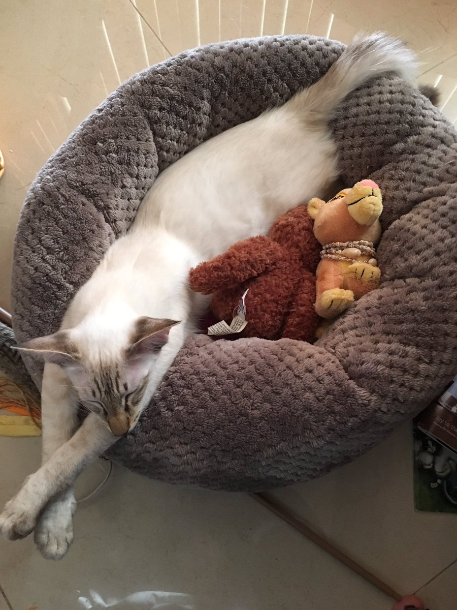 ctonk144's tweet photo. @VABVOX Sending all love, support and cuteness your way. https://t.co/lkynFZAOLw