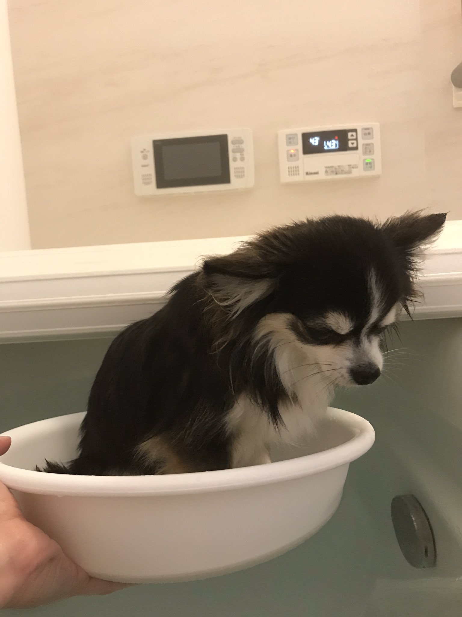 銀くま 柴犬やチワワのグッズ作る人 お風呂好きすぎて毎日入ってきます お風呂入れないと泣き叫ぶ 専用桶に入ってウトウトするのが気持ちいいみたい チワワ チワワ犬 チワワ雑貨 ペットグッズ チワワ画像 チワワグッズ ブラタン ブラタンチワワ