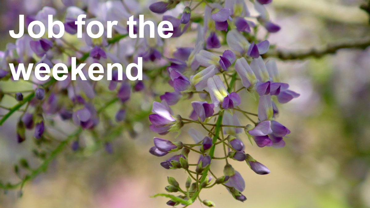 Now's the time to give well-established wisterias a prune. Simply remove any spindly growth you don't want and reduce the side-shoots to two or three buds. In turn, you'll be rewarded with a magnificent display 🙂