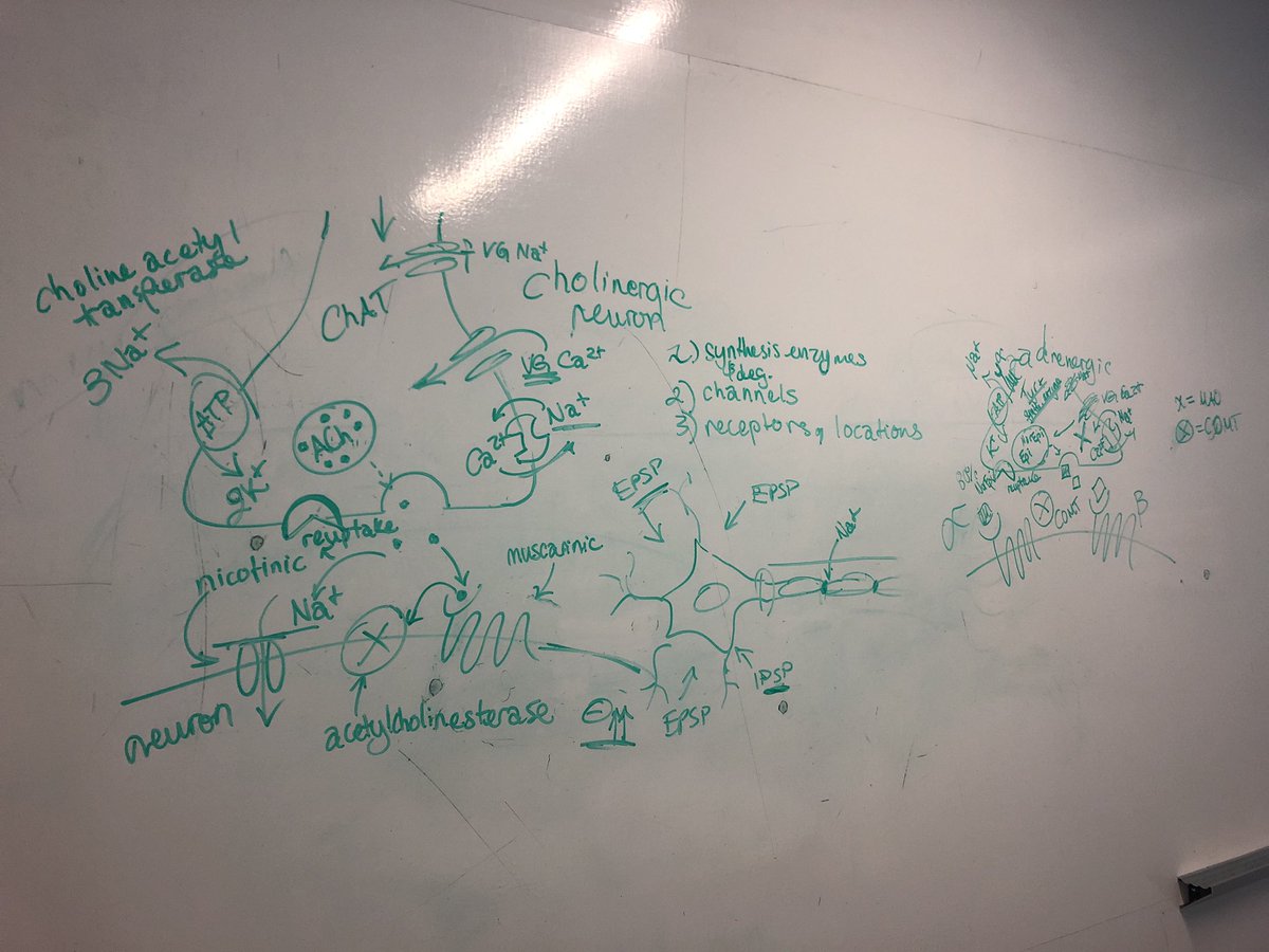 JazlynBorges's tweet photo. What a day! Crash course session, one-on-one tutoring, work - now off to the lab. 😊 #physiology #painpathways #neurotransmission https://t.co/7llUjz8tjs