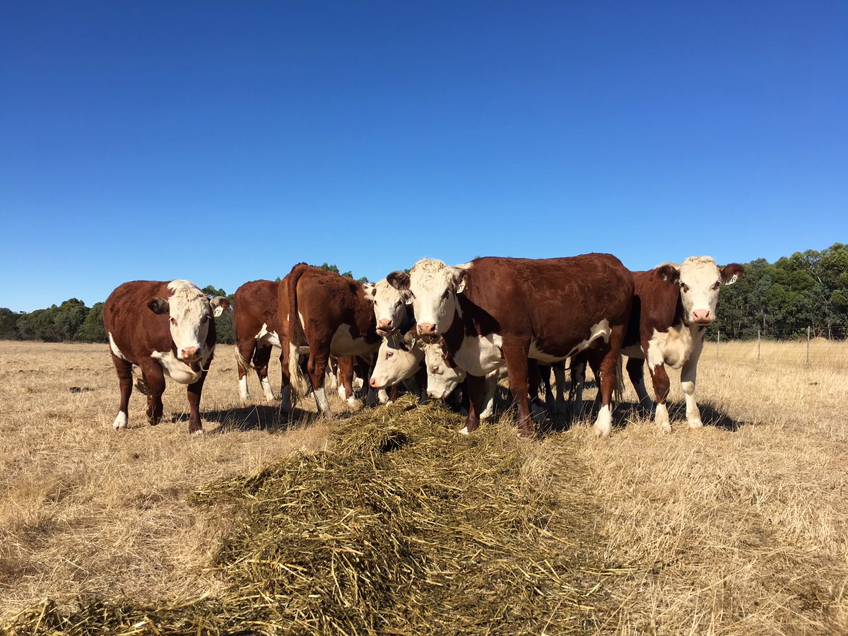 Pasture quality and quantity declining now so supplementary feeding becomes important to balance animal requirements. They seem to be enjoying it. #happyheifers