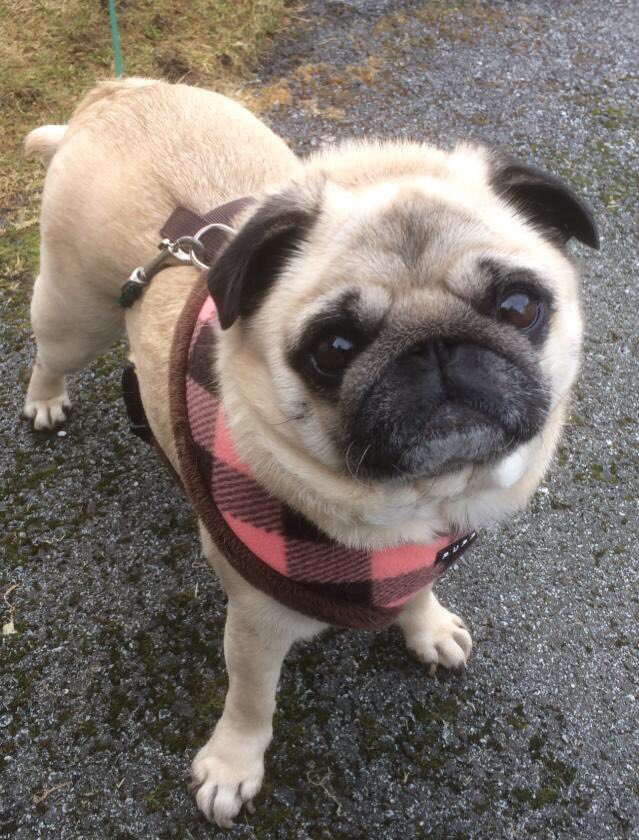 DGjertrud's tweet photo. When mom came home from work today this little cutie waited for her outside, I know it made her day 🐶❤️👍 https://t.co/YdkPne0OWM