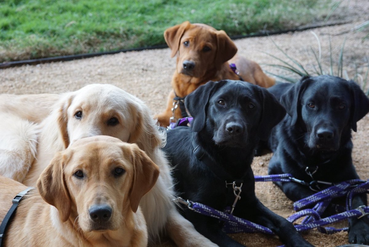 paws4ph's tweet photo. #pphNoah #pphLibby #pphKyree #pphRusty #pphLucy showed their skills during an outside training session this week and enjoyed quality pupper cuddles afterwards :) https://t.co/8IxmuCMmQS
