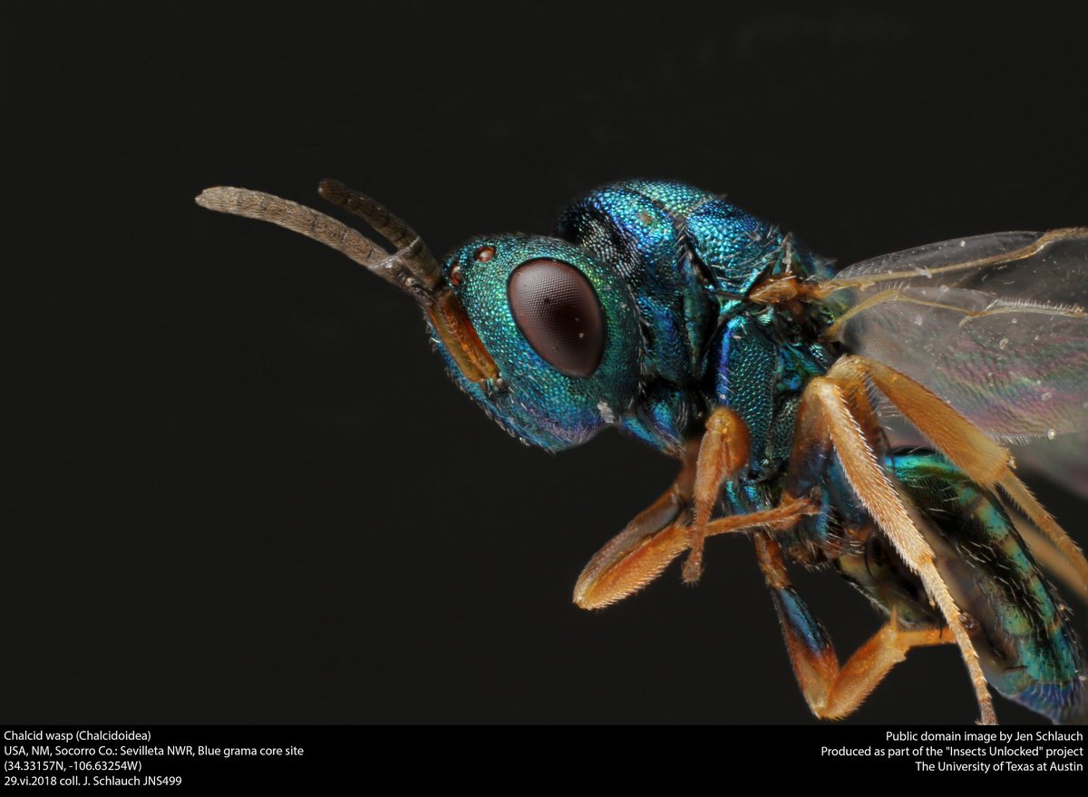 Portrait of a pteromalid wasp. Public domain image by @SchlauchJen!