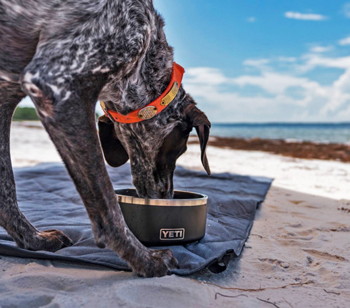 HauserStores's tweet photo. We're GIVING AWAY a brand new #YETI Boomer Dog Bowl to help keep your puppies hydrated and healthy! 🐶💦 #puppiesoftwitter #shophauser #canada
To ENTER follow the link below to our Instagram post. Good Luck!
https://t.co/vcTKz785q8 https://t.co/InmY5977HQ