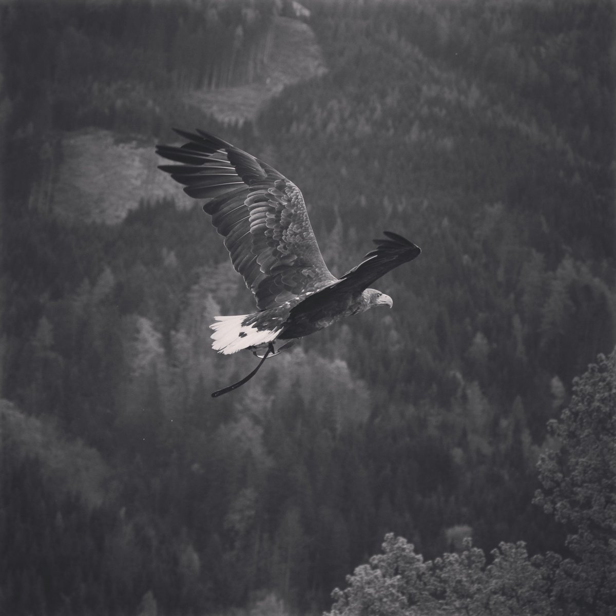 We have a huge number of global fishing, shooting and hunting destinations for a wide range of species on our website so that you can search, compare, see average prices, read reviews for that host and make further contact with our hosts directly to get more information 🦅