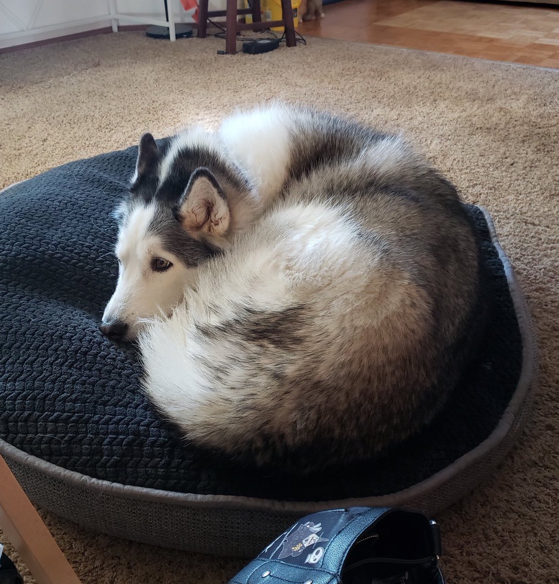 dog_rates's tweet image. This is Shadow. She’s a retired service pup. Despite her advancing age, she really loves the occasional zoom. Sadly, the most recent one resulted in some torn knee ligaments. She needs surgery to correct them and you can help her get it below. 13/10

gofundme.com/please-help-sh…