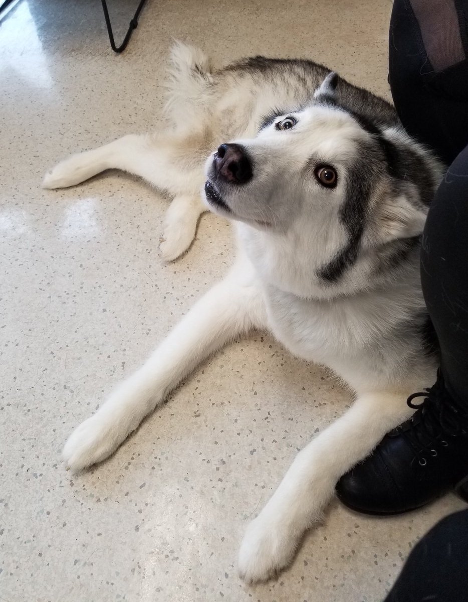 dog_rates's tweet image. This is Shadow. She’s a retired service pup. Despite her advancing age, she really loves the occasional zoom. Sadly, the most recent one resulted in some torn knee ligaments. She needs surgery to correct them and you can help her get it below. 13/10

gofundme.com/please-help-sh…