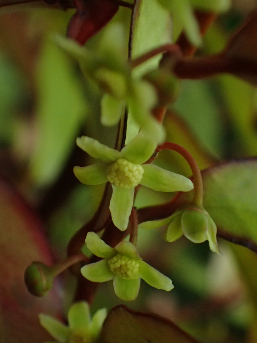 fossilplants's tweet photo. The Mountain Horopito (Pseudowintera colorata) is flowering in the garden right now. Its primitive flowers are really quite pretty and delicate looking, shame they are all hidden under its pink foliage. #NewZealand #Winteraceae https://t.co/khZwJsGtcr
