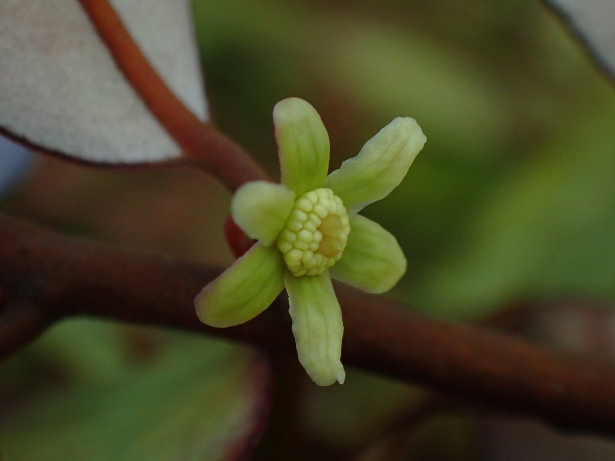 fossilplants's tweet photo. The Mountain Horopito (Pseudowintera colorata) is flowering in the garden right now. Its primitive flowers are really quite pretty and delicate looking, shame they are all hidden under its pink foliage. #NewZealand #Winteraceae https://t.co/khZwJsGtcr