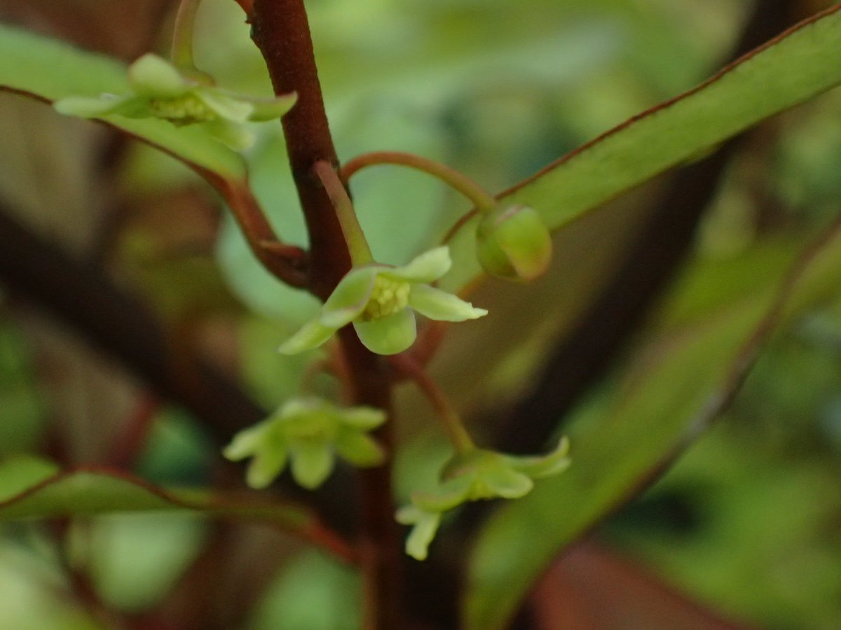 fossilplants's tweet photo. The Mountain Horopito (Pseudowintera colorata) is flowering in the garden right now. Its primitive flowers are really quite pretty and delicate looking, shame they are all hidden under its pink foliage. #NewZealand #Winteraceae https://t.co/khZwJsGtcr