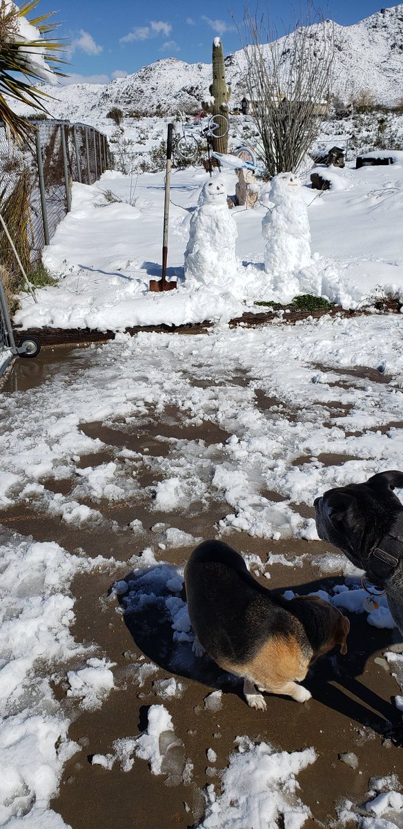 KingmanRealtor's tweet photo. I had to move snow to open the gate so... welcome to So-Hi, AZ and a rare snow day cleanup. Yes I moved away from this stuff!! https://t.co/MhAGHiOWgp