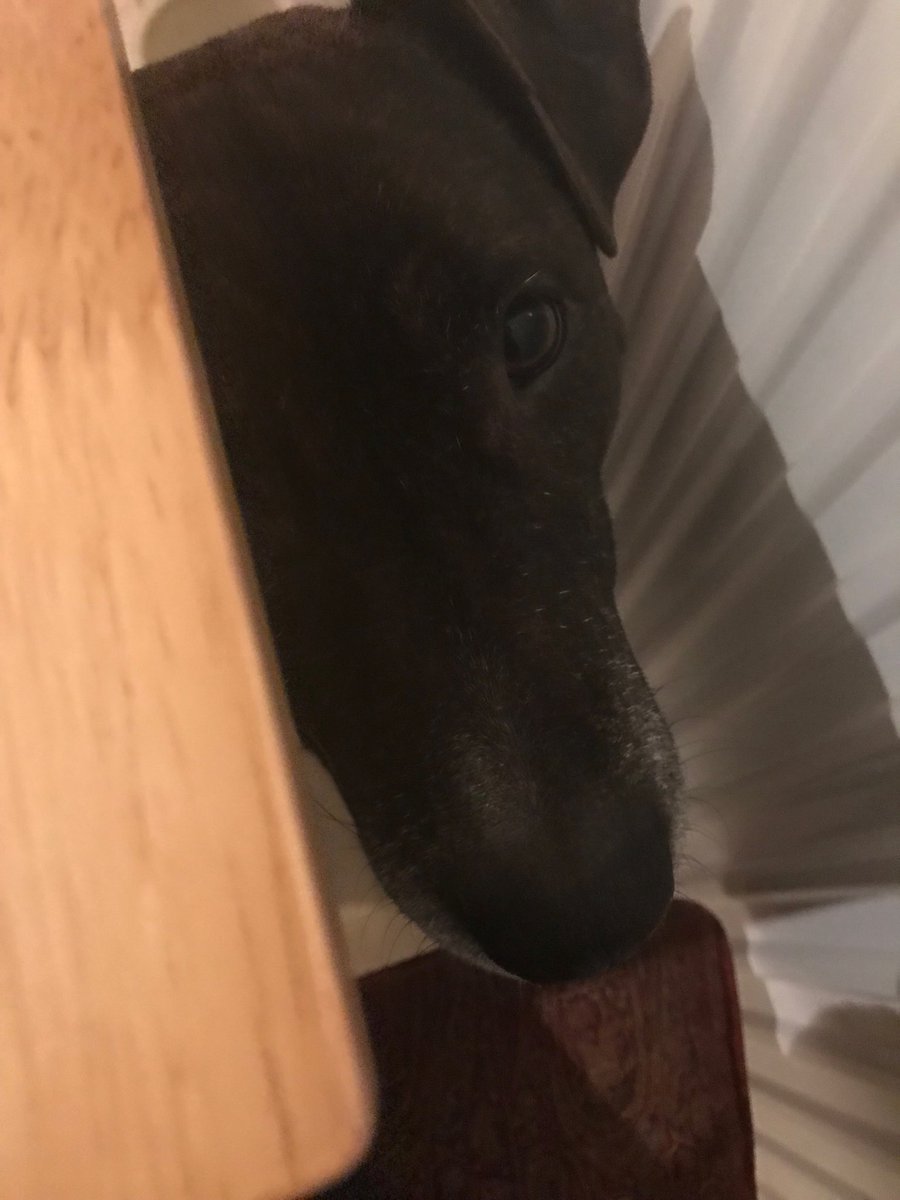 caroandmertle's tweet photo. The dinner companion https://t.co/2bVR1UUwtM