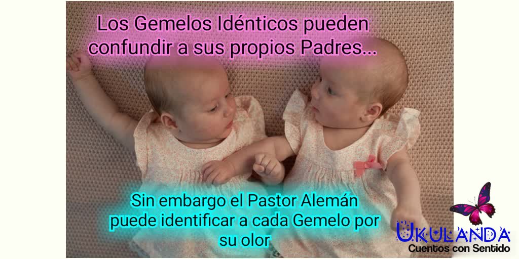 Ukulanda's tweet photo. #GemelosIdenticos #Pastor Aleman #MaravillasDeLaVida #Naturaleza #Vida #Ukulanda #CuentosConSentido https://t.co/hEy62N8Veu