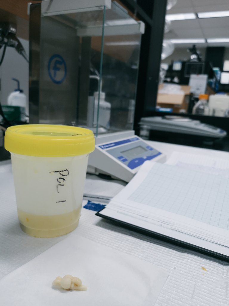 bragrah's tweet photo. Finished weighing Lake Trout brains meticulously removed by Dr. Frédéric Laberge. Now time to measure brain region volumes! 🔬#paceoflife https://t.co/5CNYveZpyg