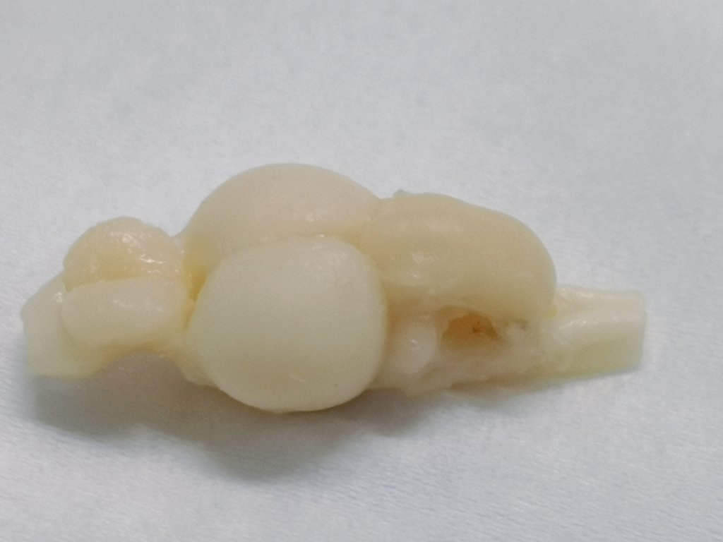 Finished weighing Lake Trout brains meticulously removed by Dr. Frédéric Laberge. Now time to measure brain region volumes! 🔬#paceoflife