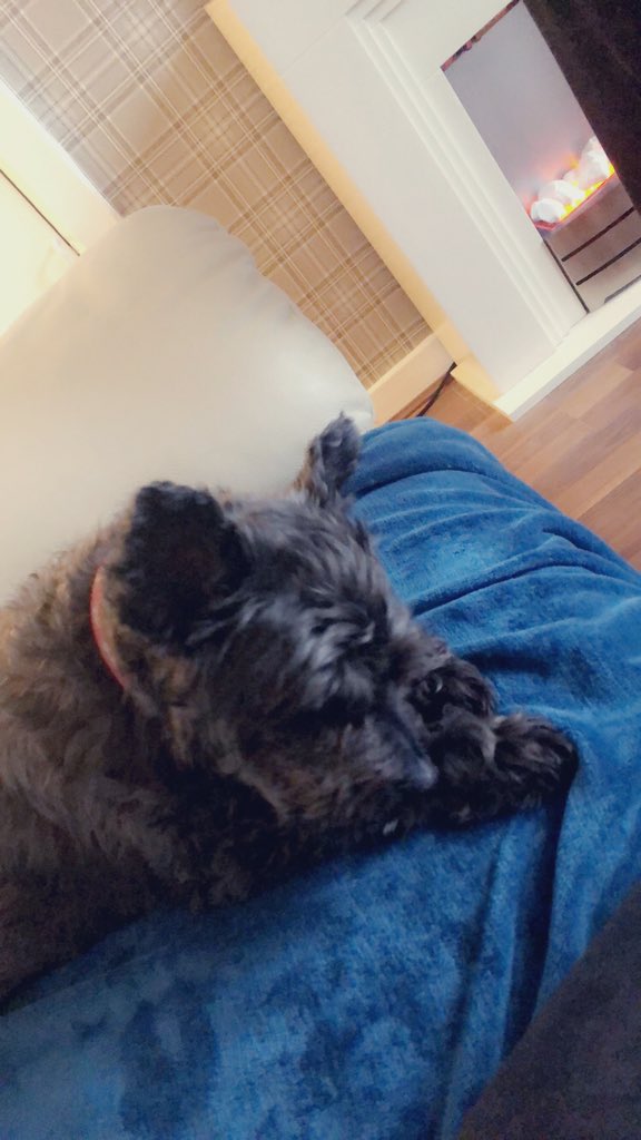 EmmaCanning14's tweet photo. Some pupper spam for a Friday evening! This old lass is getting her curls back after her winter cut ❤️🐶 #pupper #myfav #cairnterriercross #oldlass #bestpal #studentnurse #home #glasgow https://t.co/vFoxEbJtbq