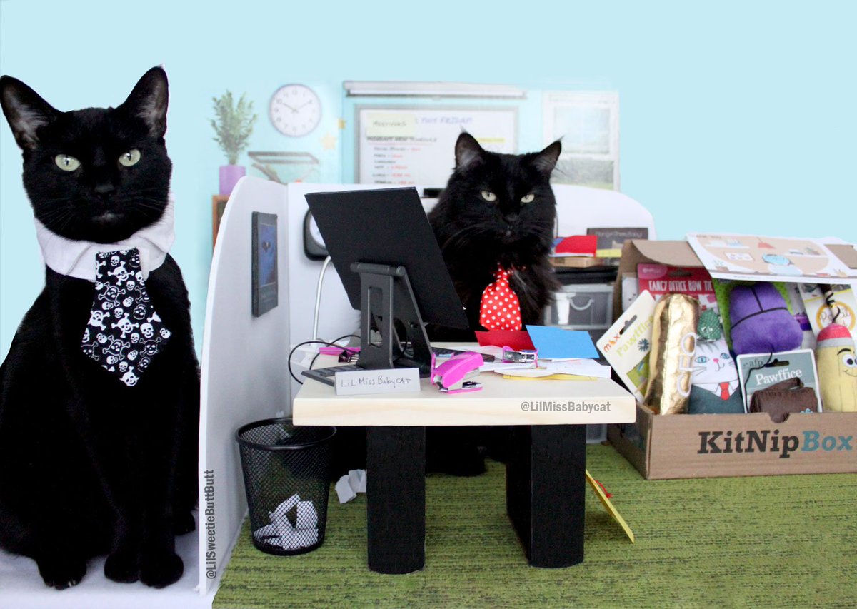 LilMissBabycat's tweet photo. #TGIF ! #FriAYay ! It's been a long week but it's almost #Caturday so NO #work ! I can play with my #KitNipBox! Yay! Get your kitten a @KitNipBox but use my code BABYCAT15 to get 15% off !
#LilMissBabyCat #Pawffice #coworker #meeting #officecat #office #girlboss #Adoptdontshop https://t.co/s8pTv7KnhB