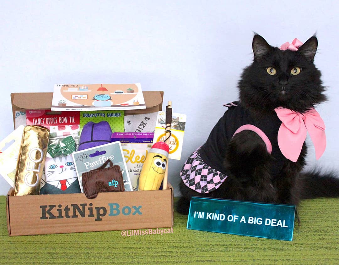 LilMissBabycat's tweet photo. #TGIF ! #FriAYay ! It's been a long week but it's almost #Caturday so NO #work ! I can play with my #KitNipBox! Yay! Get your kitten a @KitNipBox but use my code BABYCAT15 to get 15% off !
#LilMissBabyCat #Pawffice #coworker #meeting #officecat #office #girlboss #Adoptdontshop https://t.co/s8pTv7KnhB