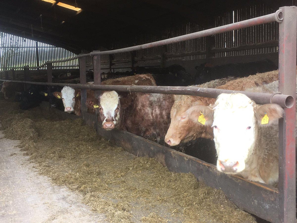 StoddartsBeef's tweet photo. At Scott Henderson’s Farm at Carswadda Dumfries with Oliver from HG Walter earlier today #bestinbeef #stoddartassured #provenance #consistency #sustainability #sustainablesupplychain #gatetoplate #farmer #workingtogether #partnerships #qualitycattle #butchers #restaurant https://t.co/XhNaHGBd1h