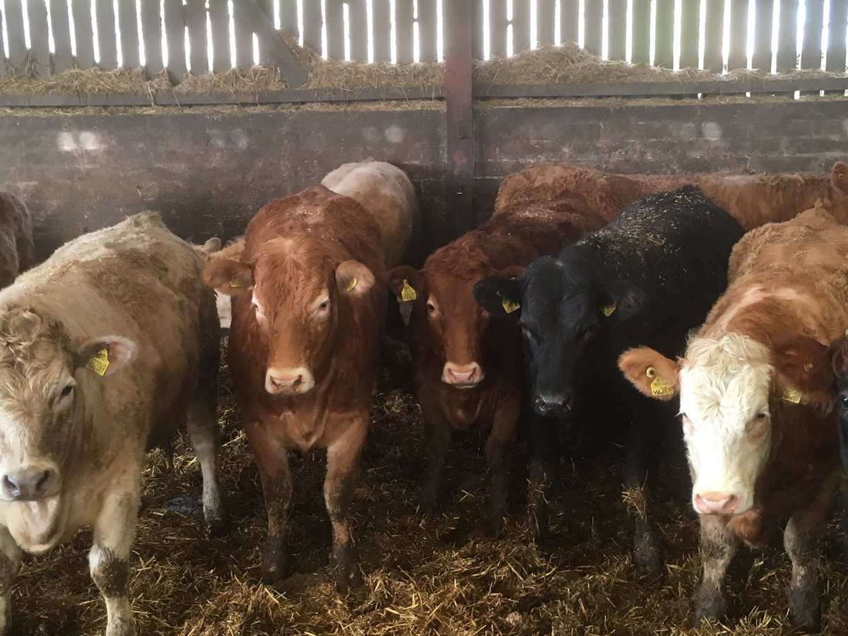 StoddartsBeef's tweet photo. At Scott Henderson’s Farm at Carswadda Dumfries with Oliver from HG Walter earlier today #bestinbeef #stoddartassured #provenance #consistency #sustainability #sustainablesupplychain #gatetoplate #farmer #workingtogether #partnerships #qualitycattle #butchers #restaurant https://t.co/XhNaHGBd1h