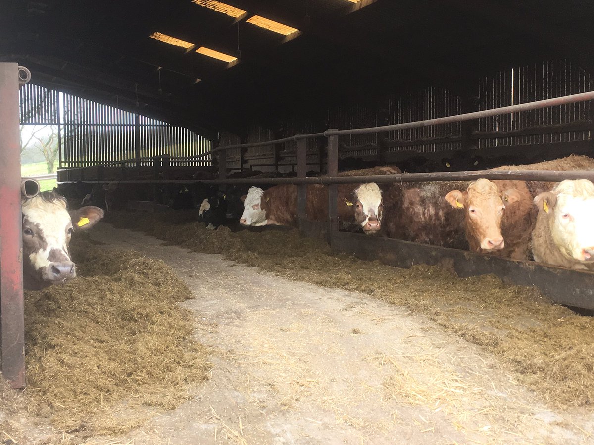 StoddartsBeef's tweet photo. At Scott Henderson’s Farm at Carswadda Dumfries with Oliver from HG Walter earlier today #bestinbeef #stoddartassured #provenance #consistency #sustainability #sustainablesupplychain #gatetoplate #farmer #workingtogether #partnerships #qualitycattle #butchers #restaurant https://t.co/XhNaHGBd1h