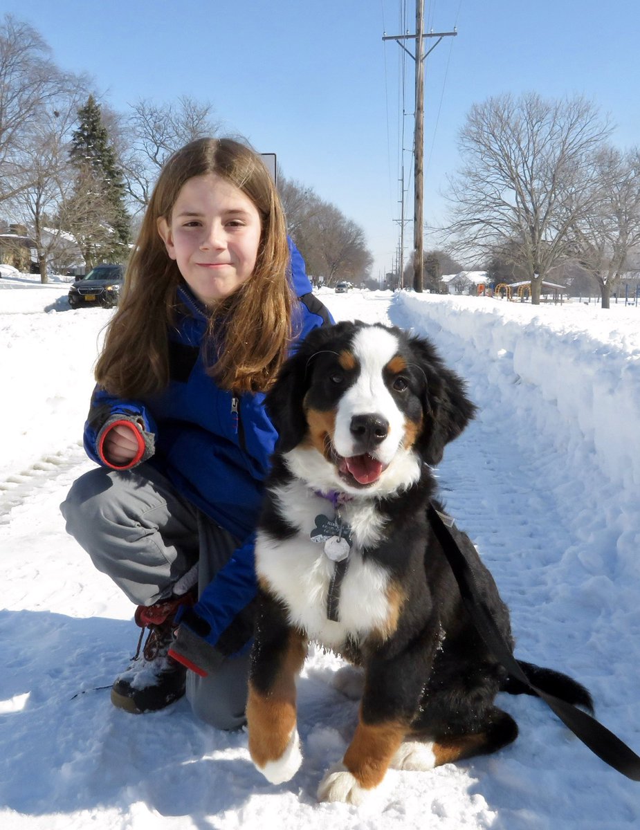 bernese mountain dog 4 months