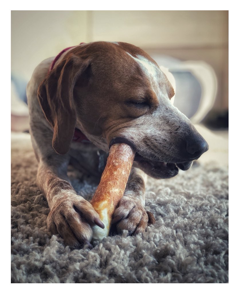 JonD08's tweet photo. The new pooch is doing so well but oh my he loves the food 🐷 😂😂
On a different note he’s got me taking photos again, love this pup 😊 https://t.co/qJAySOOxp1